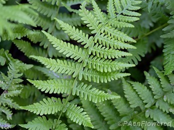 Plant form